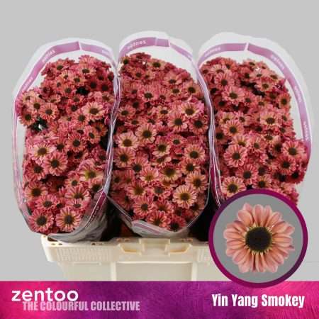 Krizantém (Santini Yin Yang Smokey) 55cm