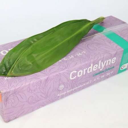 Cordyline Green Tie 80cm