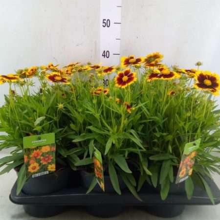 Coreopsis grandiflora (Uptick Gold Bronze)- Menyecskeszem 17/40cm