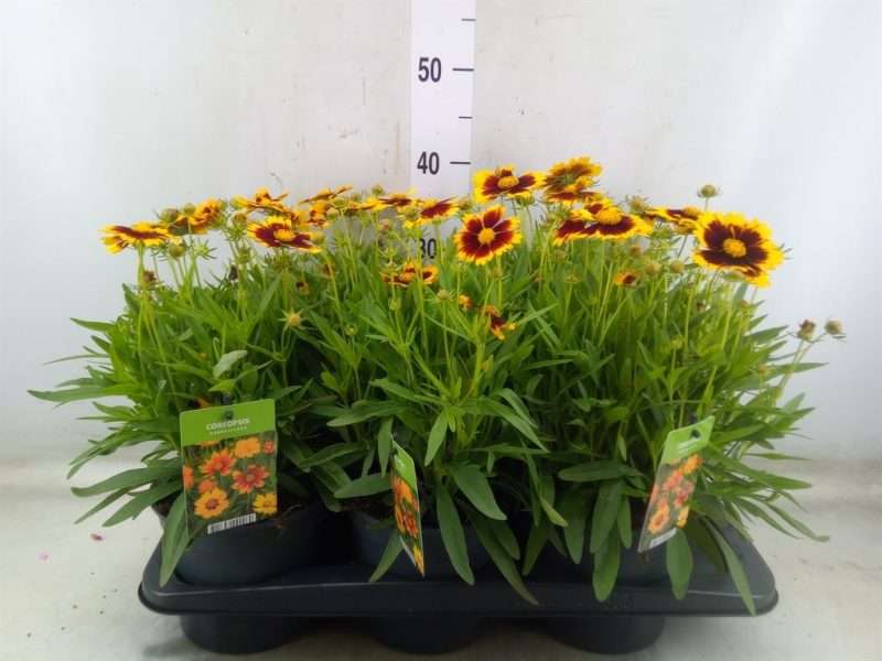 Coreopsis grandiflora (Uptick Gold Bronze)- Menyecskeszem 17/40cm
