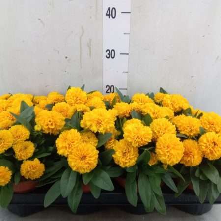 Coreopsis grandiflora (Double the Sun)- Menyecskeszem 13/27cm