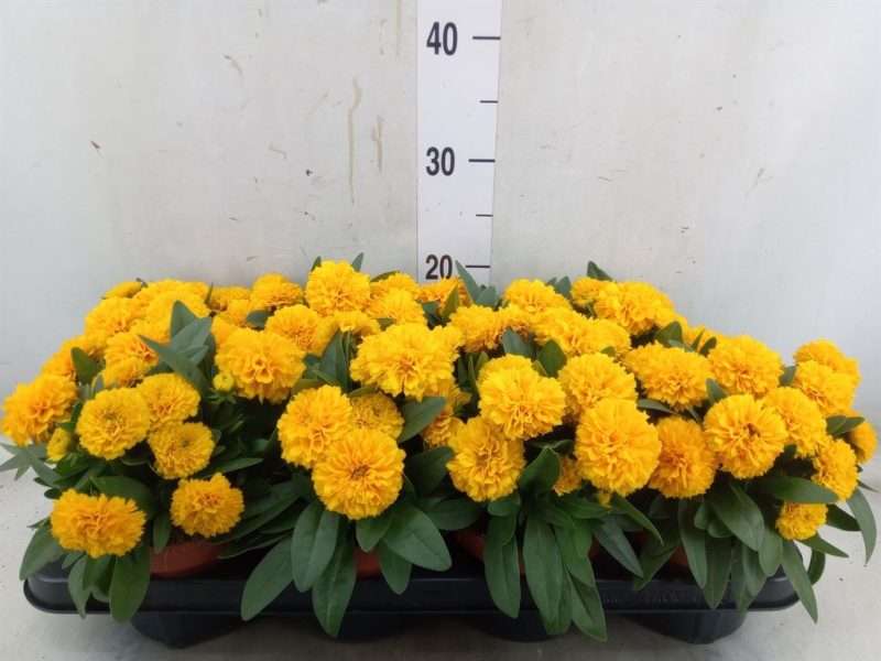 Coreopsis grandiflora (Double the Sun)- Menyecskeszem 13/27cm
