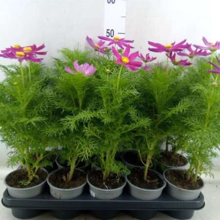 Cosmos bipinnatus- Pillangóvirág (Casanova Violet) 12/42cm