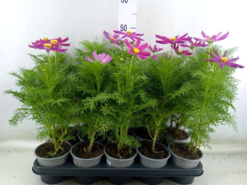 Cosmos bipinnatus- Pillangóvirág (Casanova Violet) 12/42cm