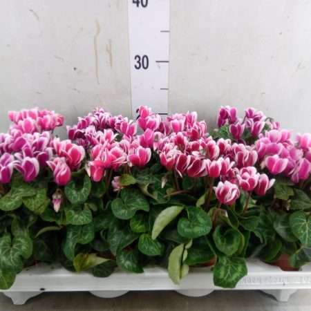 Cyclamen- Ciklámen (Metis Fantasia) 10,5/25cm