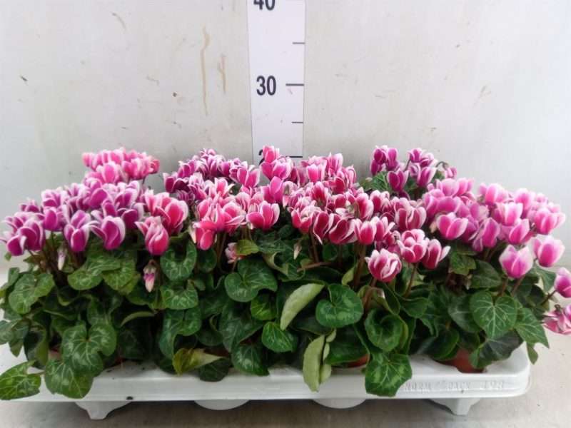 Cyclamen- Ciklámen (Metis Fantasia) 10,5/25cm
