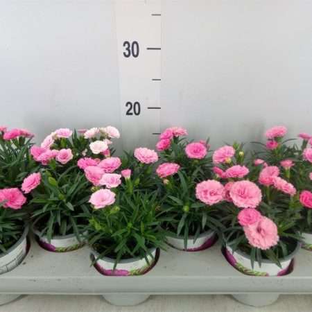 Rózsaszín Dianthus- Szegfű (I Love U) 10,5/20cm