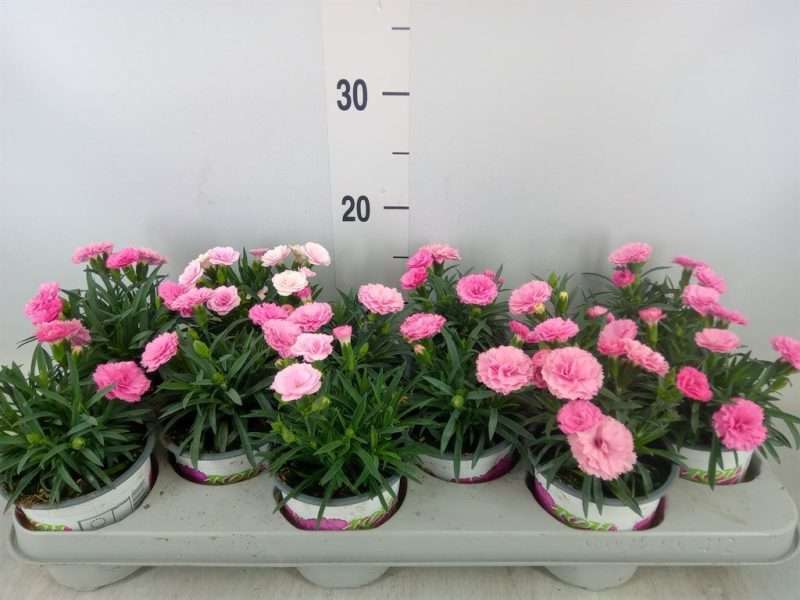 Rózsaszín Dianthus- Szegfű (I Love U) 10,/20cm
