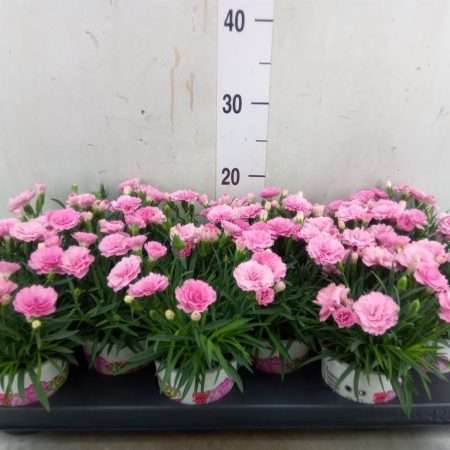 Rózsaszín Dianthus- Szegfű (I Love U) 10/20cm