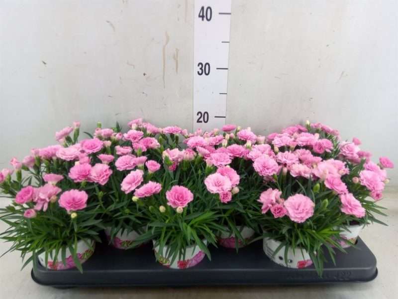 Rózsaszín Dianthus- Szegfű (I Love U) 10/20cm