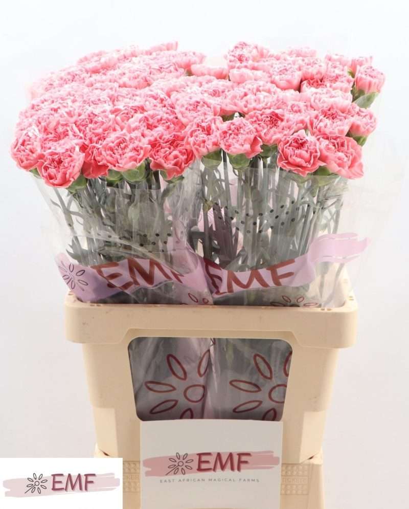 Rózsaszín Szegfű (COL True Love) 65cm