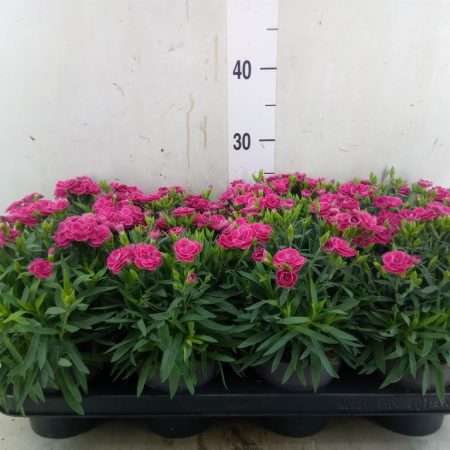 Dianthus- Szegfű (Peman Fancy Cerise) 12/25cm