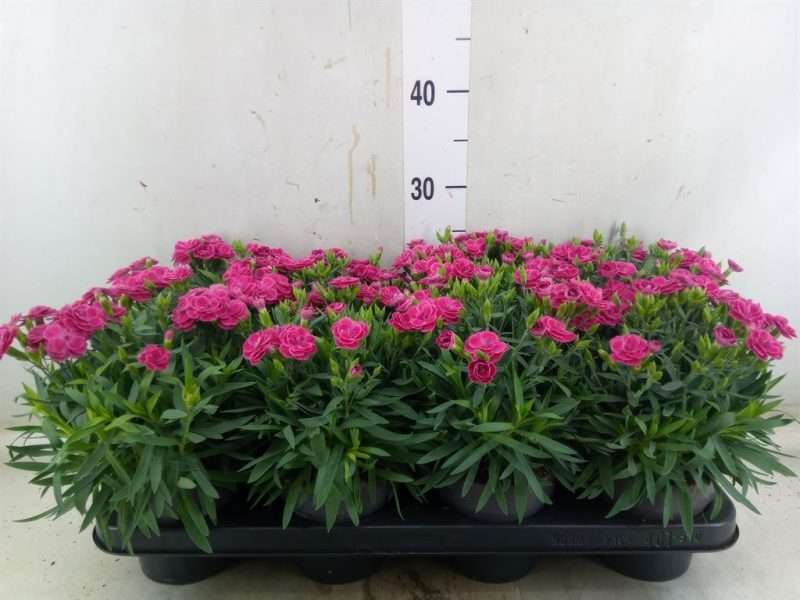 Dianthus- Szegfű (Peman Fancy Cerise) 12/25cm