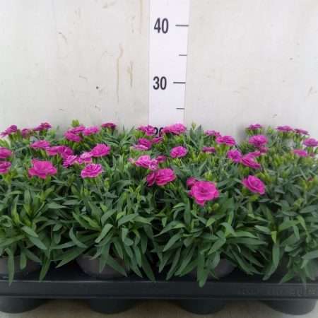 Dianthus- Szegfű (Peman Violet) 12/25cm