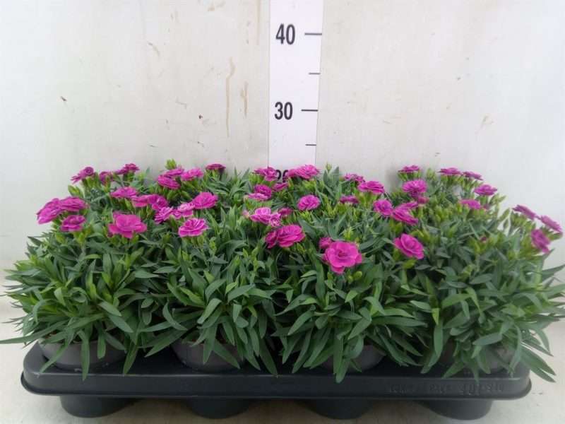 Dianthus- Szegfű (Peman Violet) 12/25cm