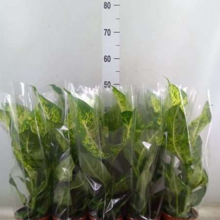 Dieffenbachia- Buzogányvirág (Mars) 12/45cm