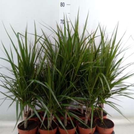Dracaena Marginata- Tarka sárkányfa 12/45cm