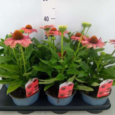Echinacea- Kasvirág (Sombrero Rose) 15/35cm