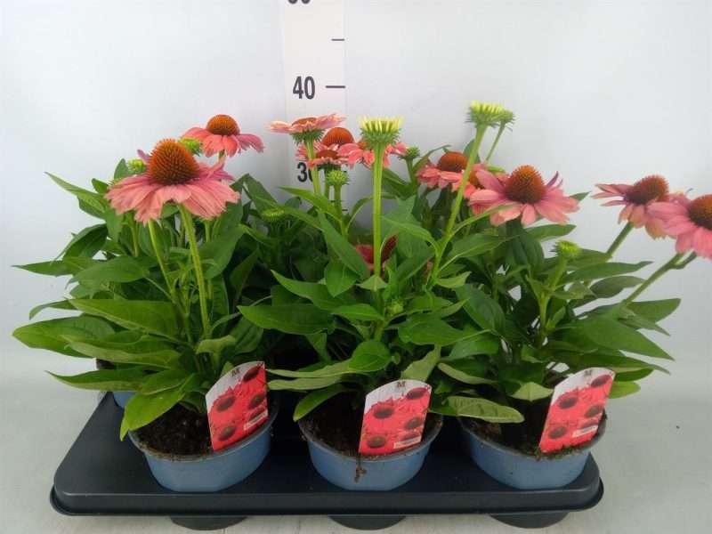 Echinacea- Kasvirág (Sombrero Rose) 15/35cm
