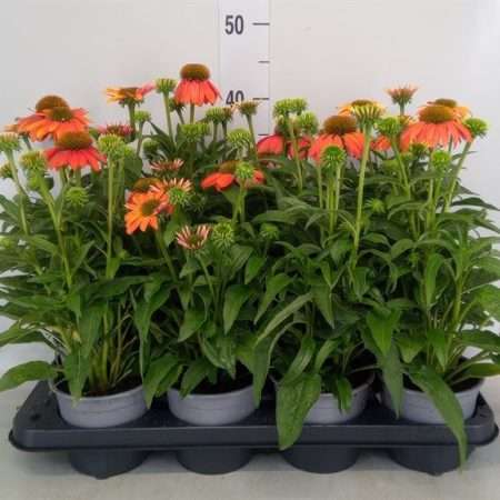 Echinacea- Kasvirág (Orange Heavy) 13/35cm