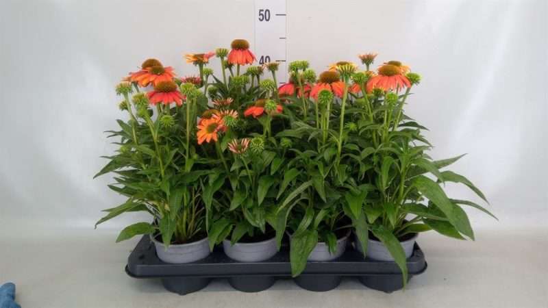 Echinacea- Kasvirág (Orange Heavy) 13/35cm