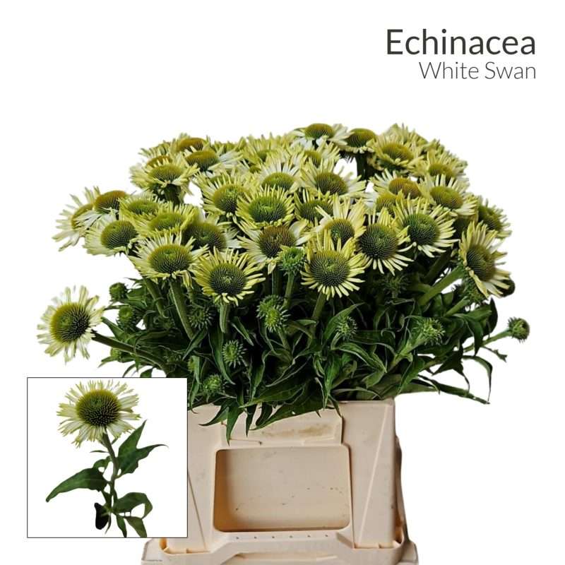 Echinacea (White Swan) 45cm