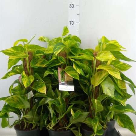 Epipremnum Pinnatum- Szobafutóka (Moss Stick) 15/50cm