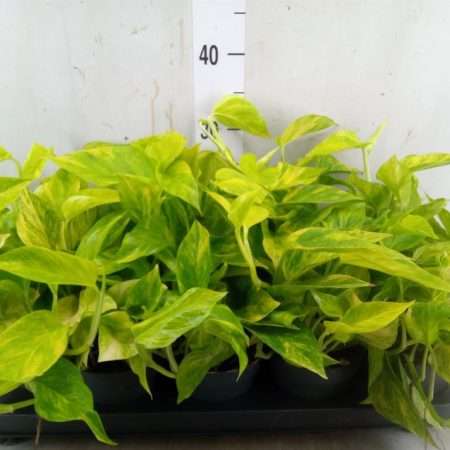 Epipremnum Pinnatum- Szobafutóka (Hicolor) 12/20cm
