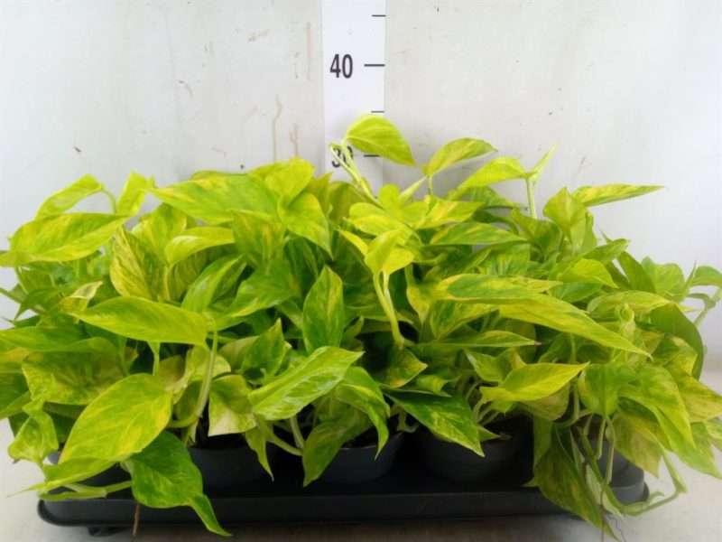 Epipremnum Pinnatum- Szobafutóka (Hicolor) 12/20cm