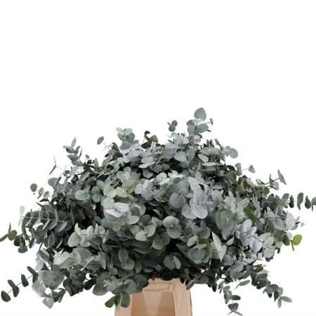 Eucalyptus Cinerea 70cm/200gr
