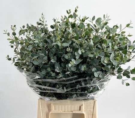 Eucalyptus Gunnii 50cm