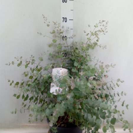 Eucalyptus Gunnii- 23/70cm