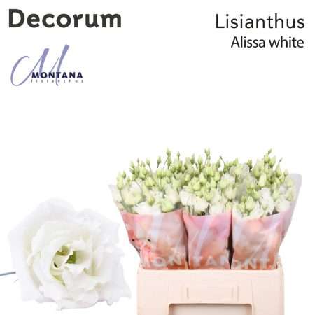 Fehér Lisianthus (Double Alissa White) 60cm