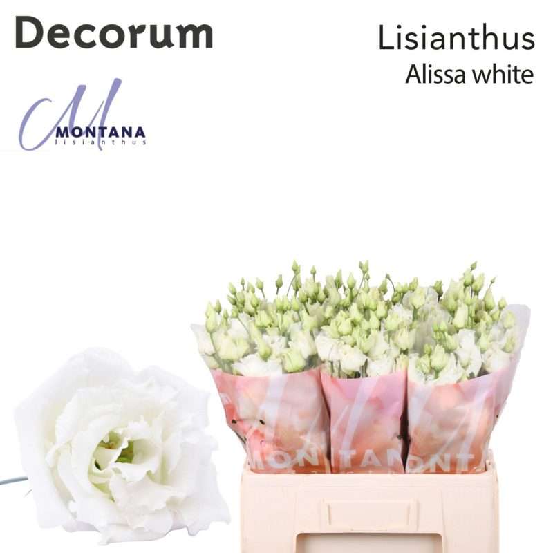 Fehér Lisianthus (Double Alissa White) 60cm