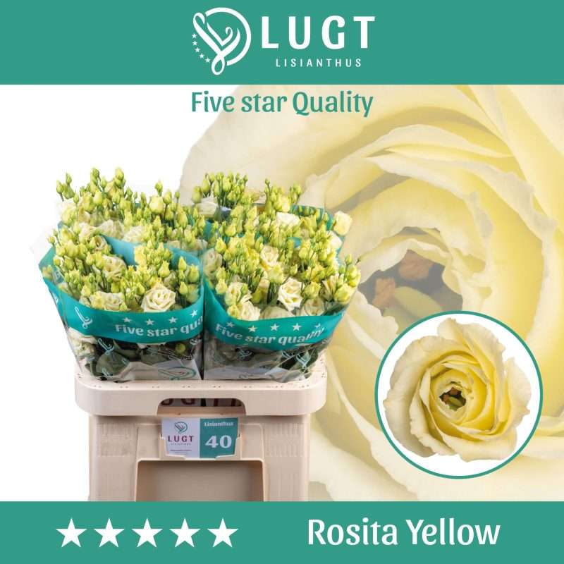 Krém Lisianthus (Double Rosita Yellow) 70cm