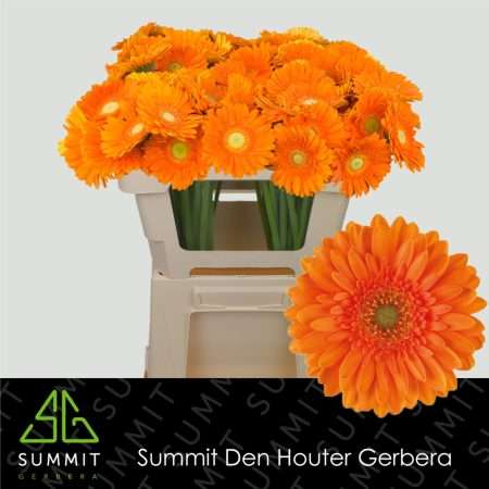 Narancs Mini Gerbera (Cuby) 50cm