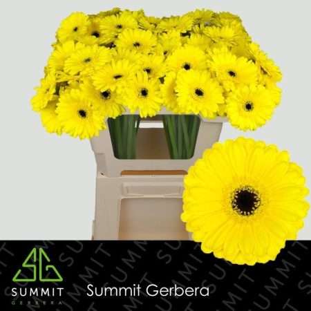 Citromsárga Gerbera (Mini Pacman) 50cm