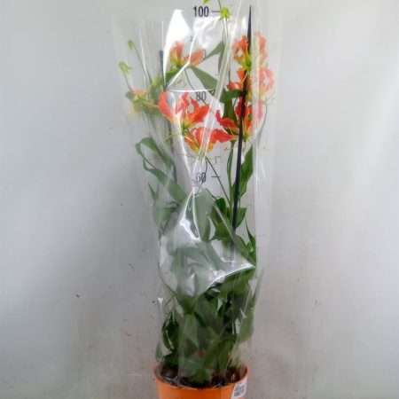 Gloriosa - Pompás Kúszóliliom 21/95cm