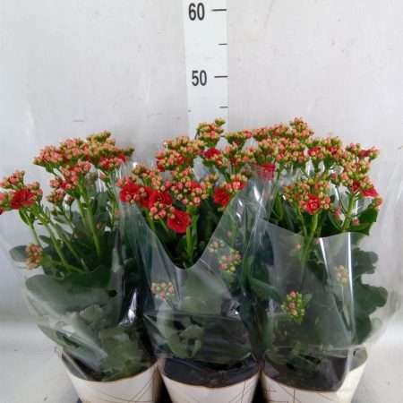 Kalanchoe- Korallvirág (Scarlet Red) 14/40cm