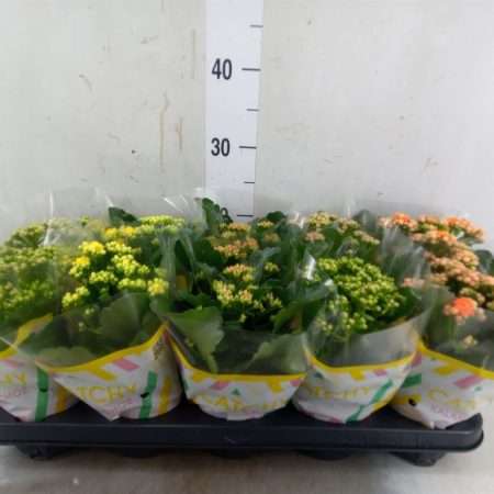 Korallvirág (Rosebud Catchy Season Mix 5 Colour) 10,5/23cm