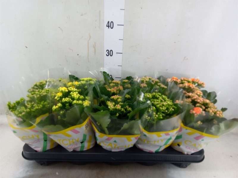 Korallvirág (Rosebud Catchy Season Mix 5 Colour) 10,5/23cm