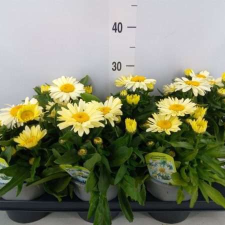 Leucanthemum superbum- Margaréta (Snow Lady) 15/30cm