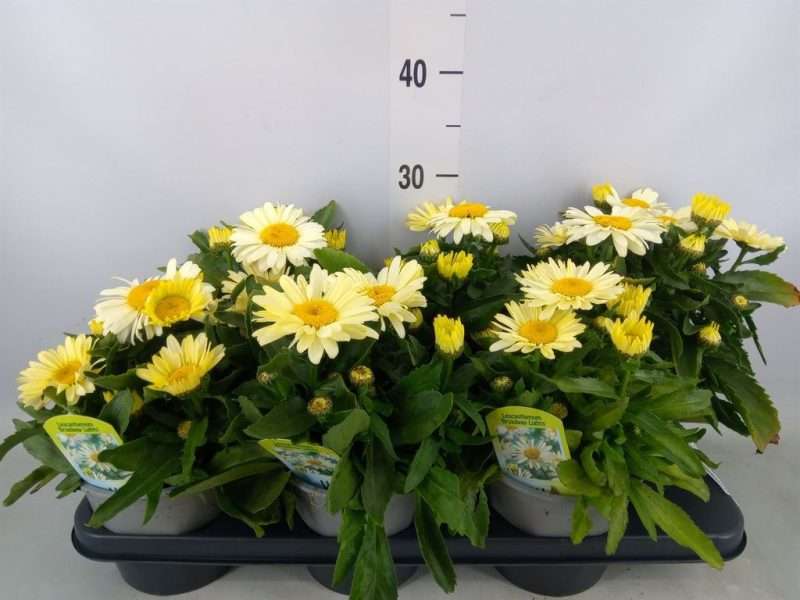 Leucanthemum superbum- Margaréta (Snow Lady) 15/30cm