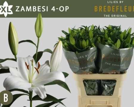Fehér Liliom (OR Trum. Zambesi) 95cm