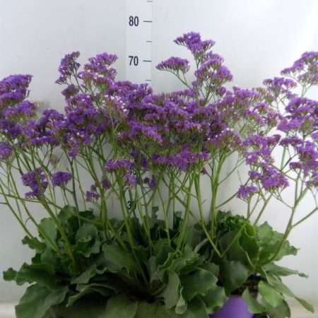 Limonium- Sóvirág (Salt Lake) 19/60cm
