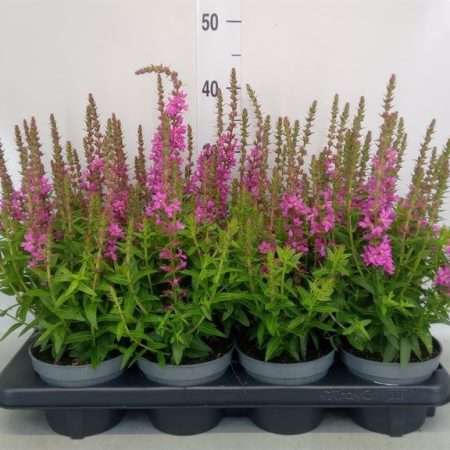 Lythrum salicaria- Réti füzény 13/25cm