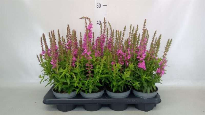 Lythrum salicaria- Réti füzény 13/25cm