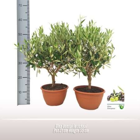 Olajfa- (Olea Europaea) 21/45cm