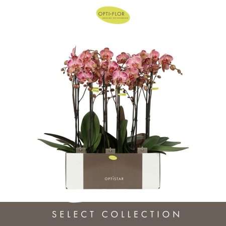 Phalaenopsis- Orchidea (Optistar Red/ 2 ágú) 12/60 cm