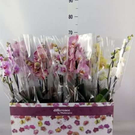 Phalaenopsis- Orchidea (10 Colour Mix/ 2 ágú) 12/60cm